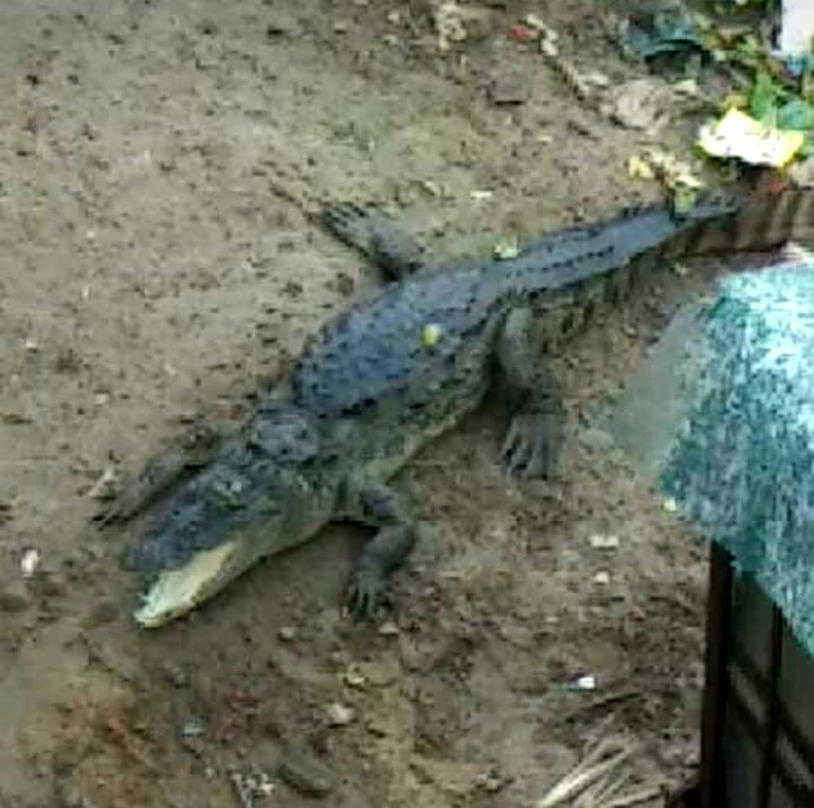 Crocodile in puddle, People got Panic