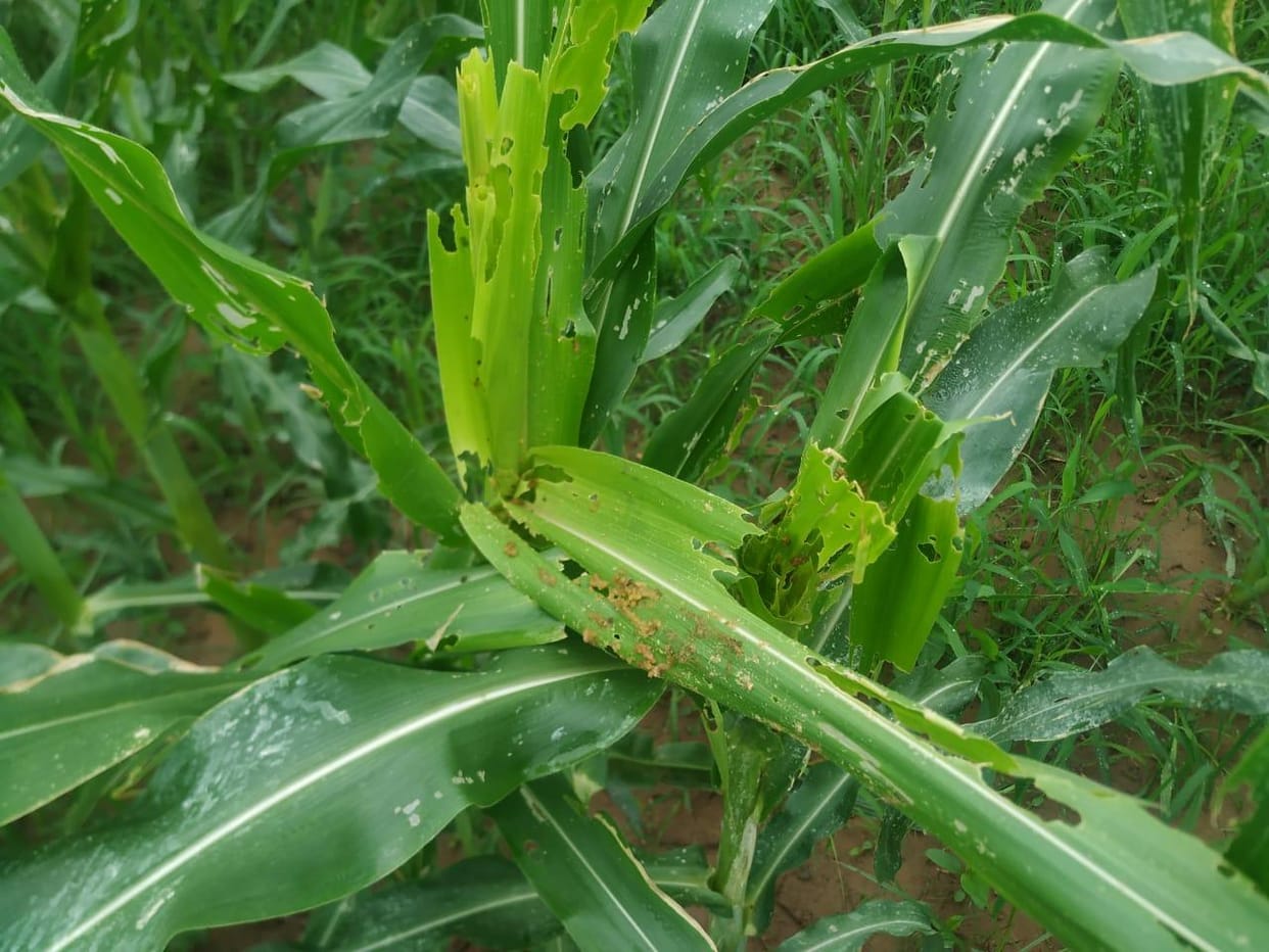 Fall army worm destroys maize crop in BBN