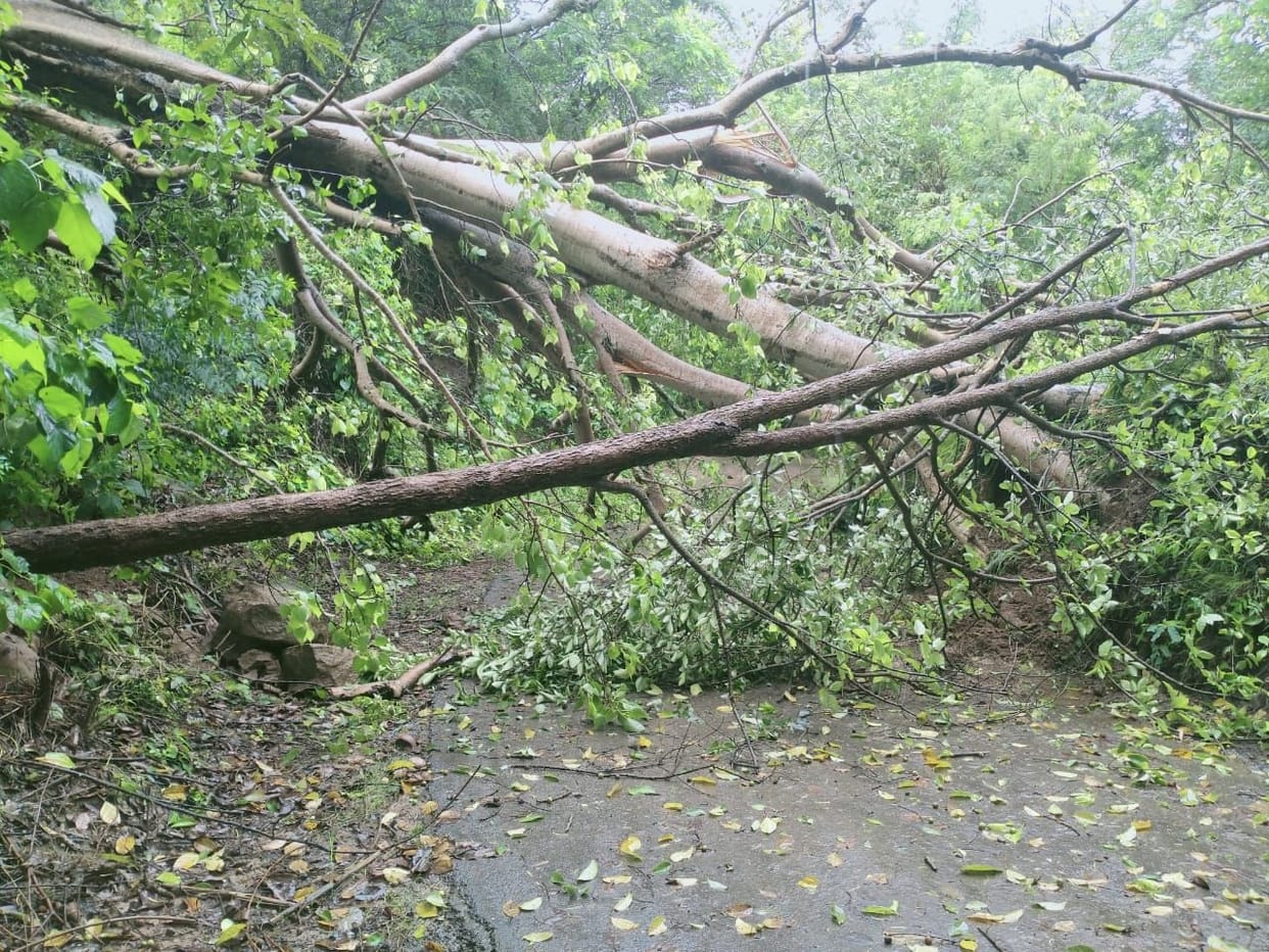 A kutcha house, dang and 3 cowsheds damaged by heavy rain