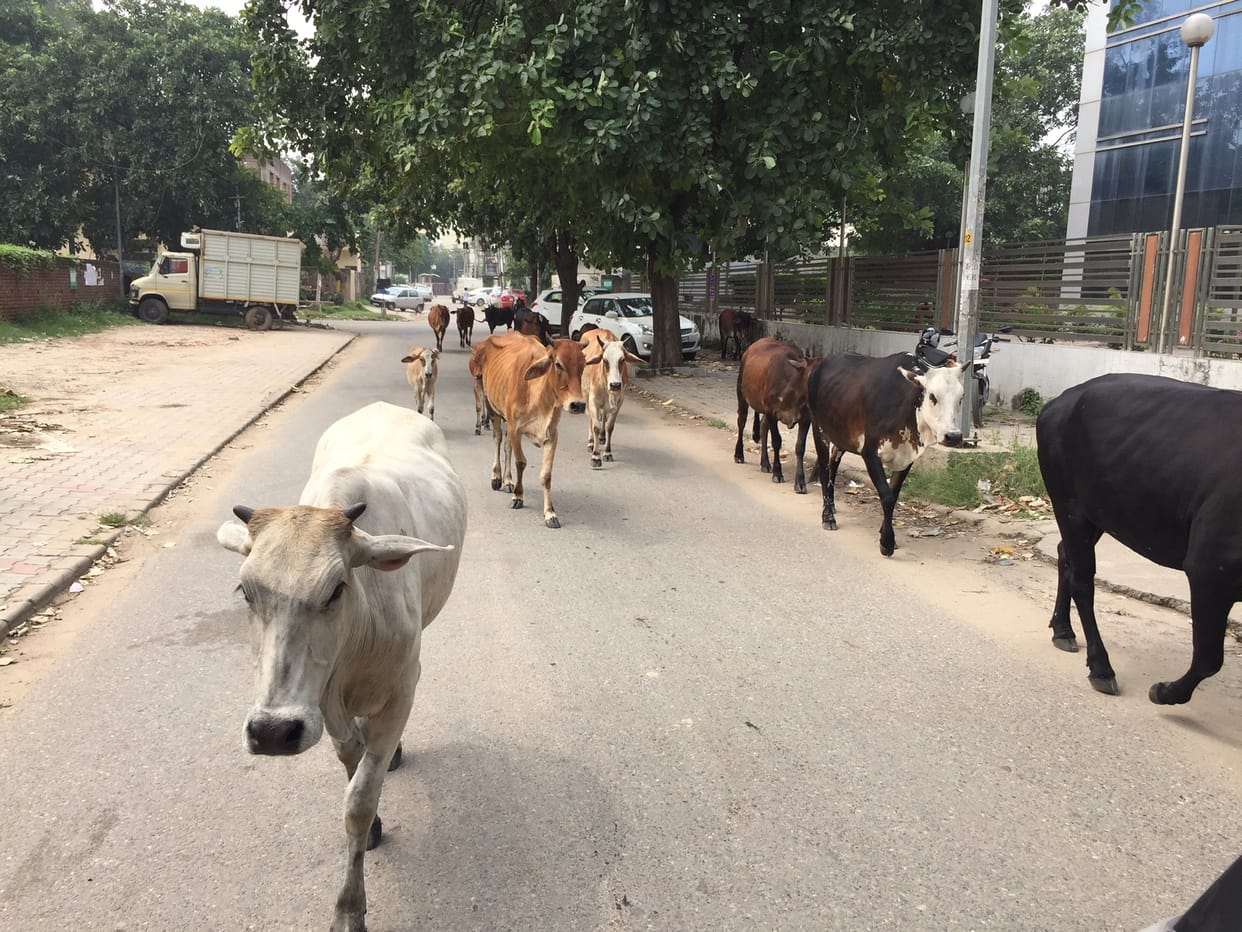 According to the number of animals, animal owners will be given space on lease, the Municipal Corporation has prepared