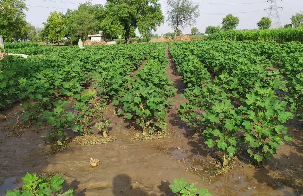 Paddy cultivation abandoned in 11 thousand 856 acres in the district, 50 percent less than the target