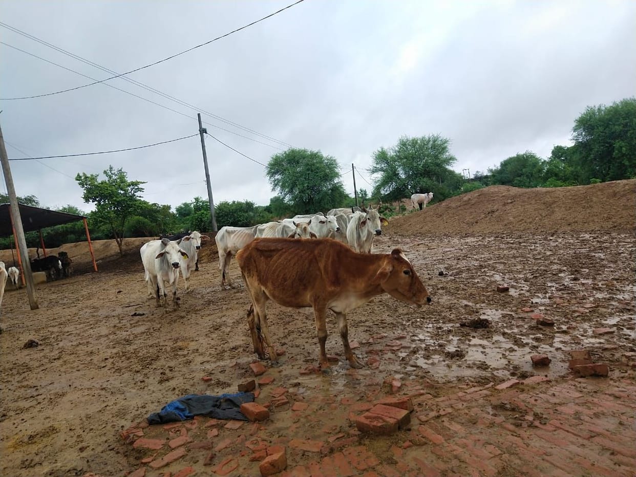 wter logging in cow shelter