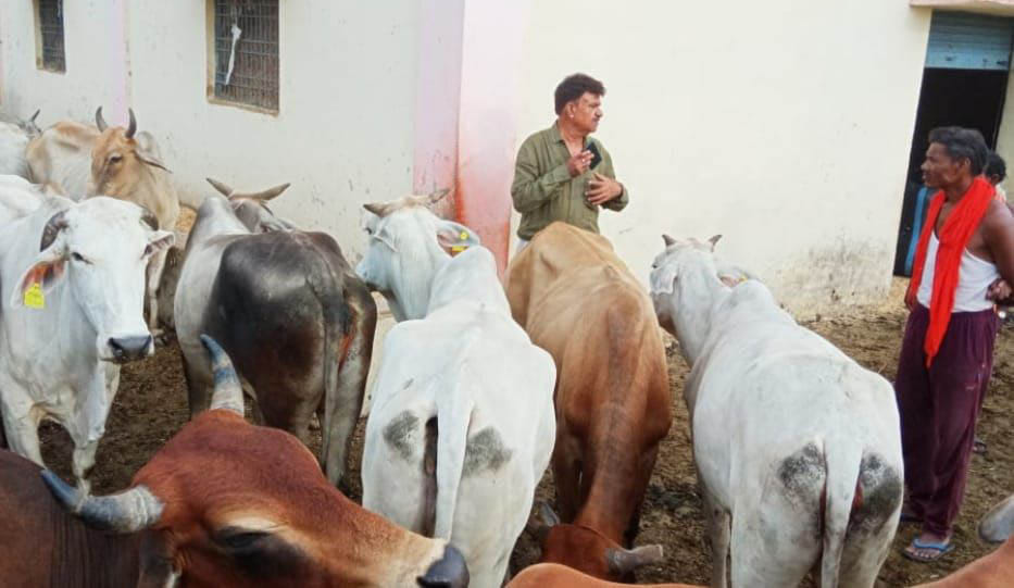Swamps, mud-soaked cattle found in cowsheds