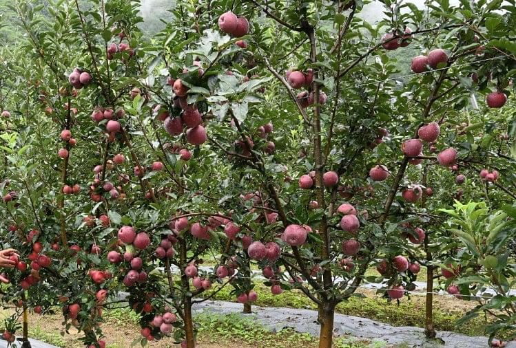 Nauni University is working on scab resistant variety of apple, sub variety ready