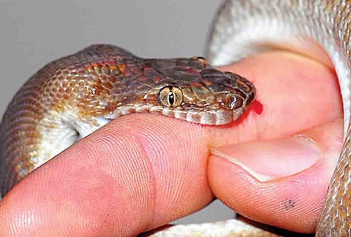 Brother and sister die due to snake bite