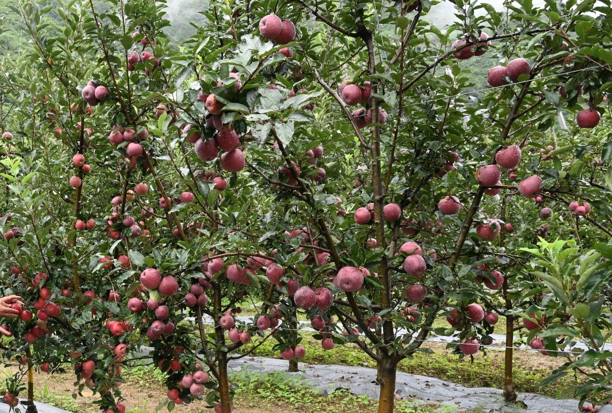 uttarakhand news: Kashmiri-Himachali apple now grow in doiwala