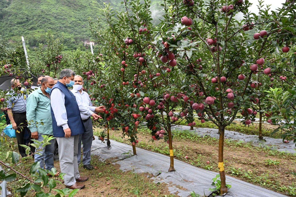 Farmers learn about specialities of root stock apples in Nauni university Solan