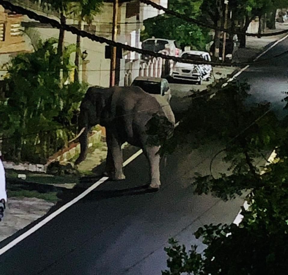 Elephant came into the colony in the middle of the night