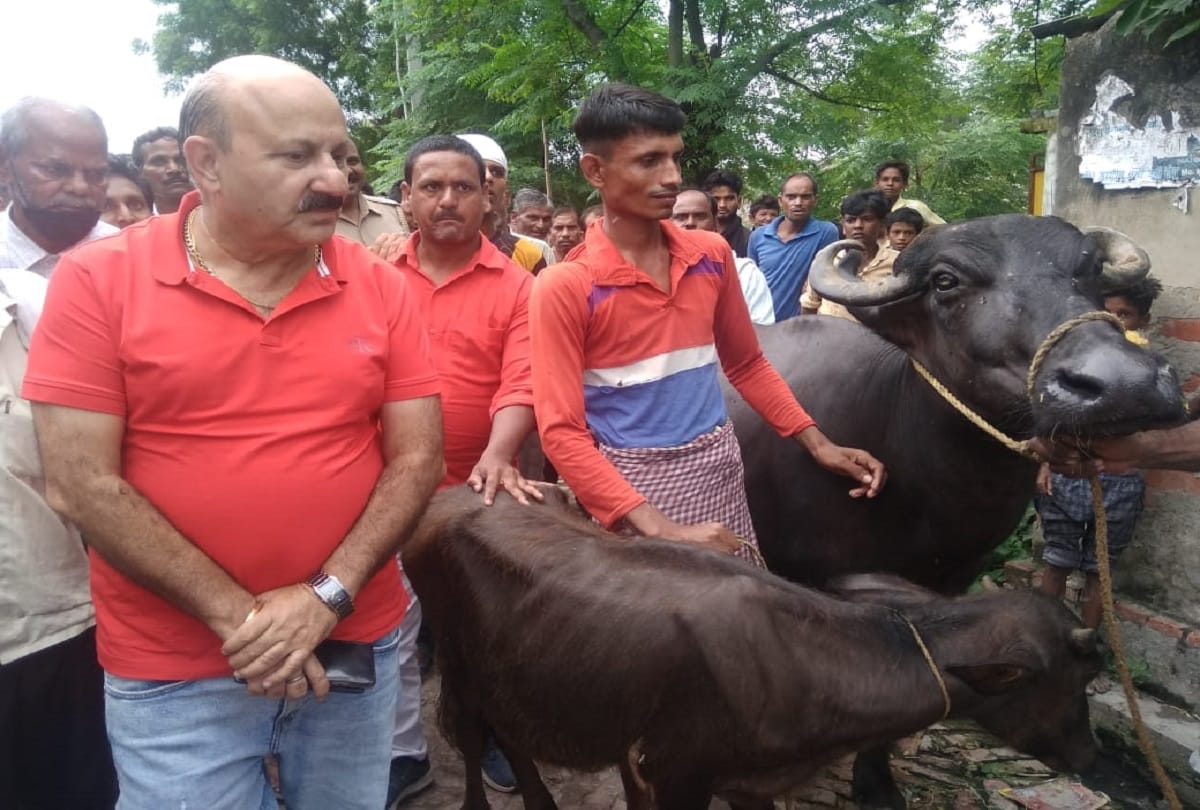 mla romi sahni reached dharmendra bhargava house with buffaloo