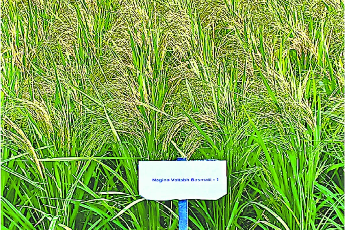 Amar Ujala Special Report: A new species Nagina Vallabh Basmati-1 has been developed at Research Center Nagina