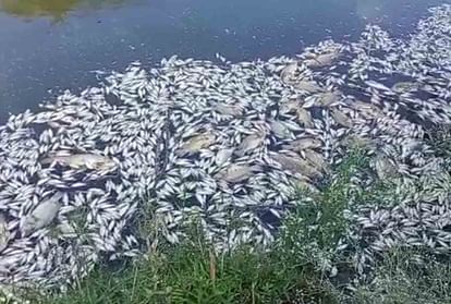 Thousands of dead fish found in Yamuna