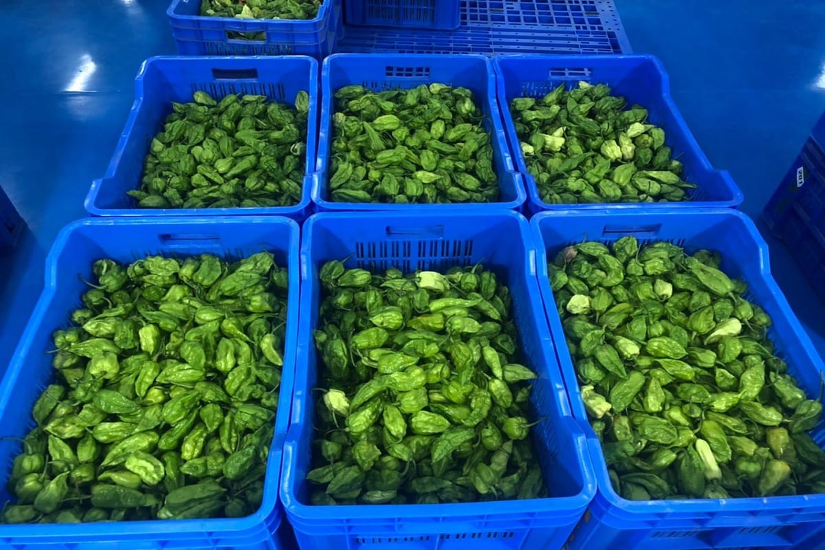 consignment of Raja Mircha or king chilli from Nagaland was exported to London