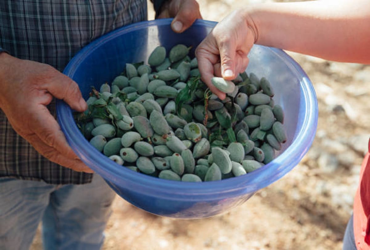 Health benefits of green almonds in hindi