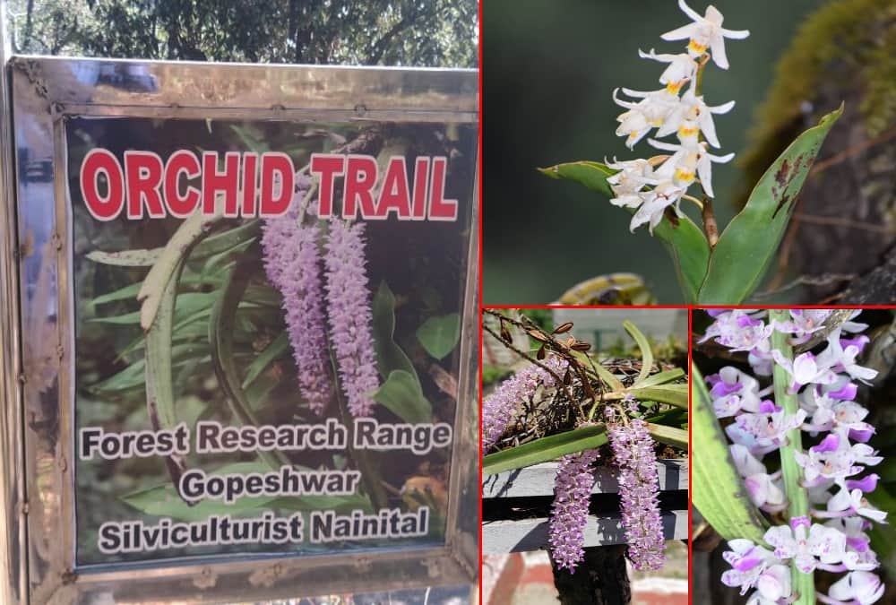 Uttarakhand News: North India first orchid park Ready in Chamoli District photos