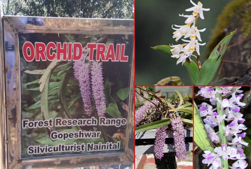 Uttarakhand News: North India first orchid park Ready in Chamoli District photos