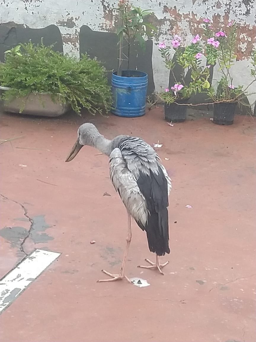 Rare bird injured by kite string rescued, released in Surajpur wetland