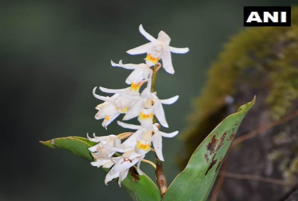 Uttarakhand News: North India first orchid park Ready in Chamoli District photos