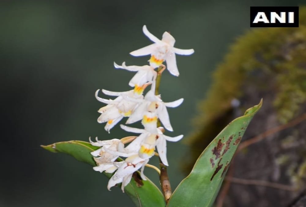 Uttarakhand News: North India first orchid park Ready in Chamoli District photos
