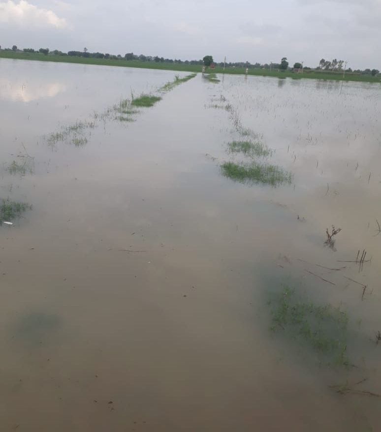 200 acres of paddy crop submerged in village wall