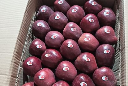 Horticulture: Opposing the condition of packing 24 kg apples in a box, 10 days ultimatum to implement universa