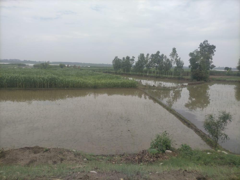 200 bigha paddy crop submerged in water in Baseda