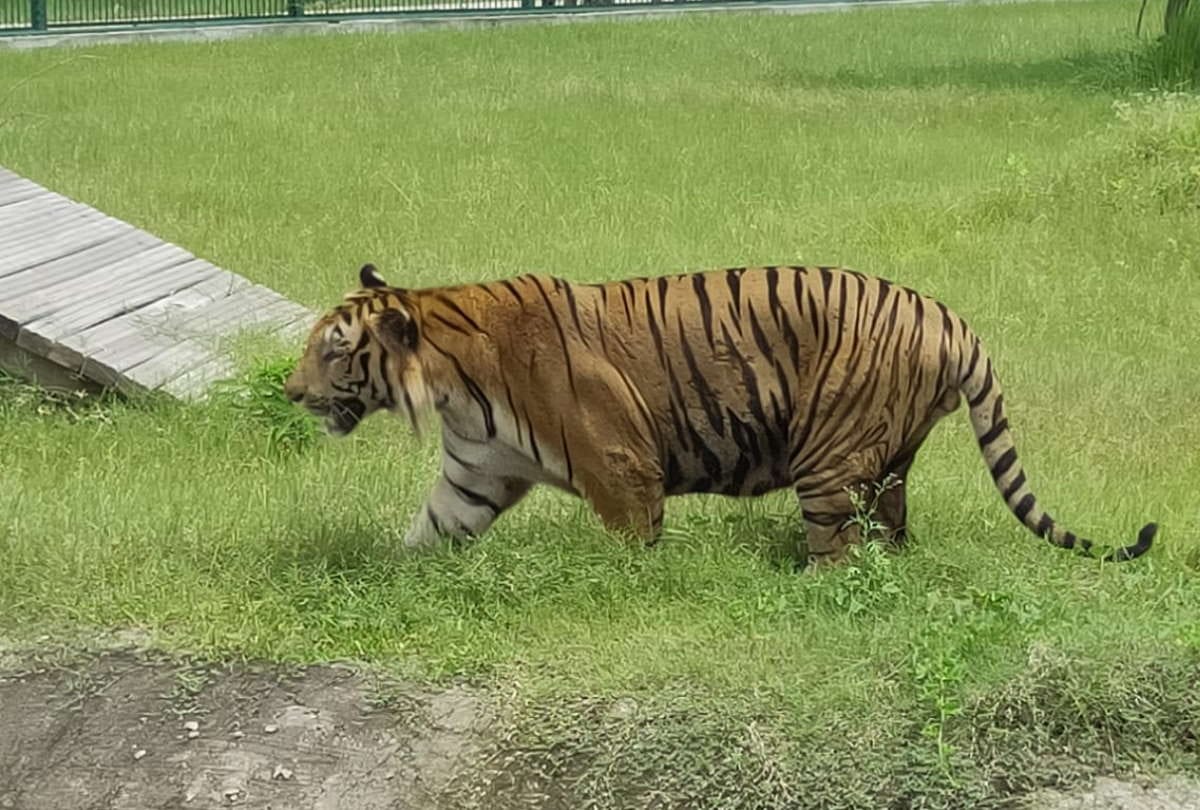 Tiger Amar came out in open for 22 days in Gorakhpur Zoo