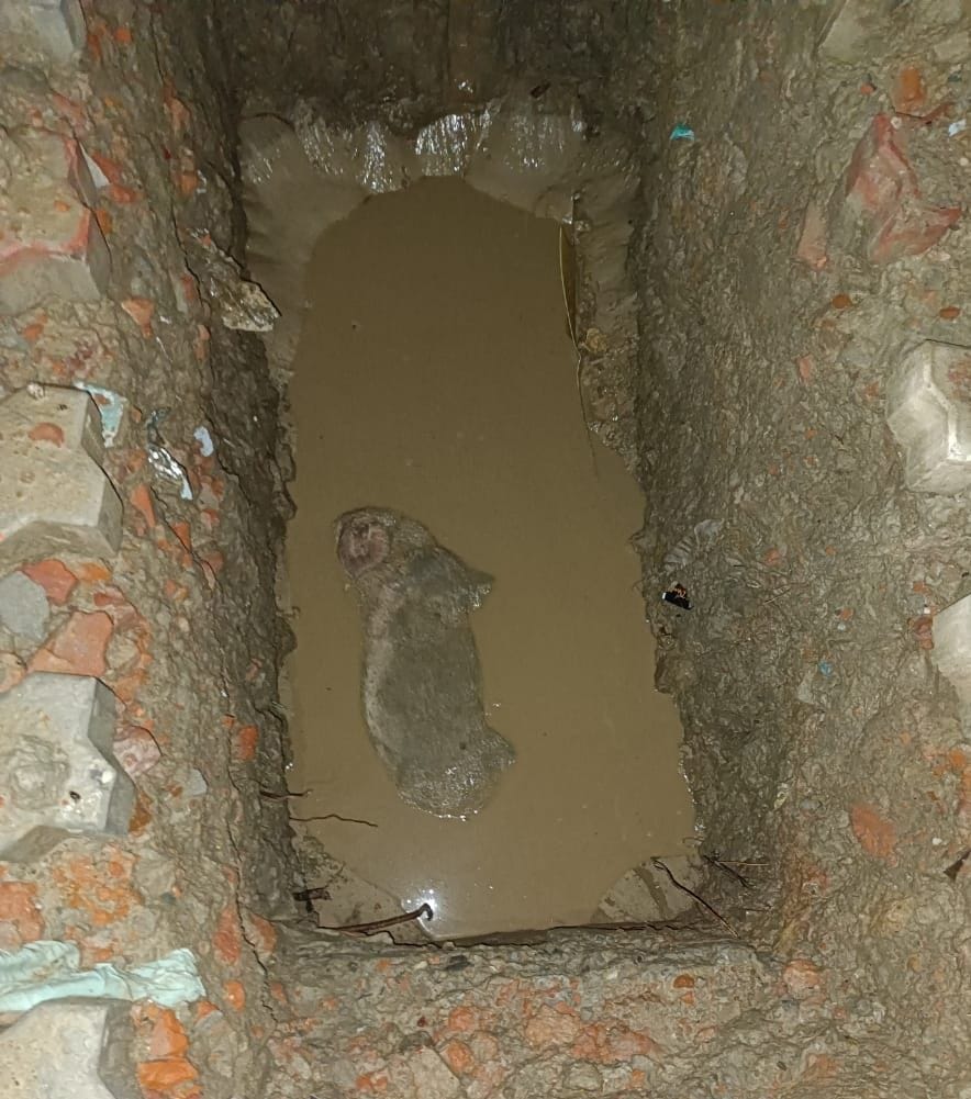 Fear of accident due to pit dug for gas pipeline