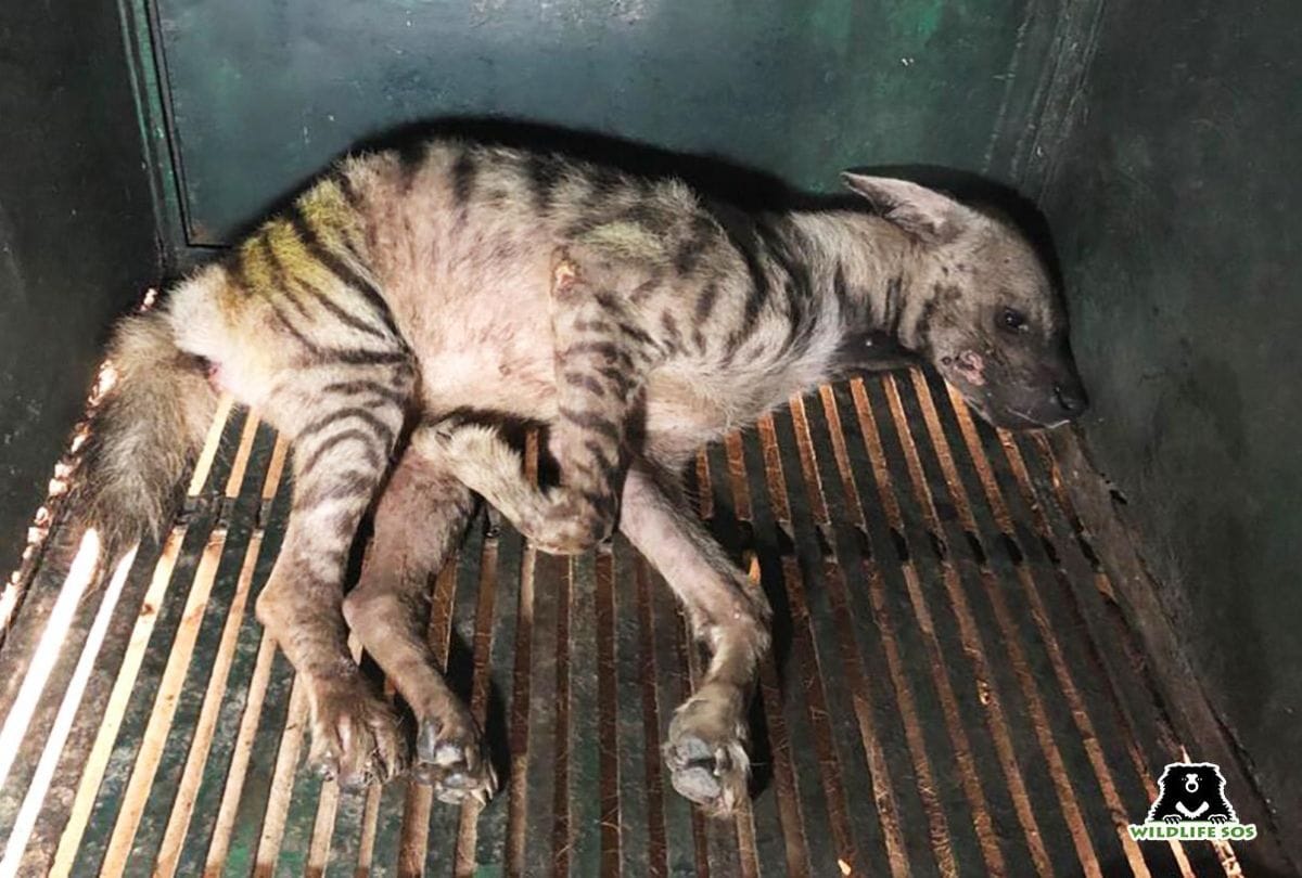 hyena injured in road accident in agra