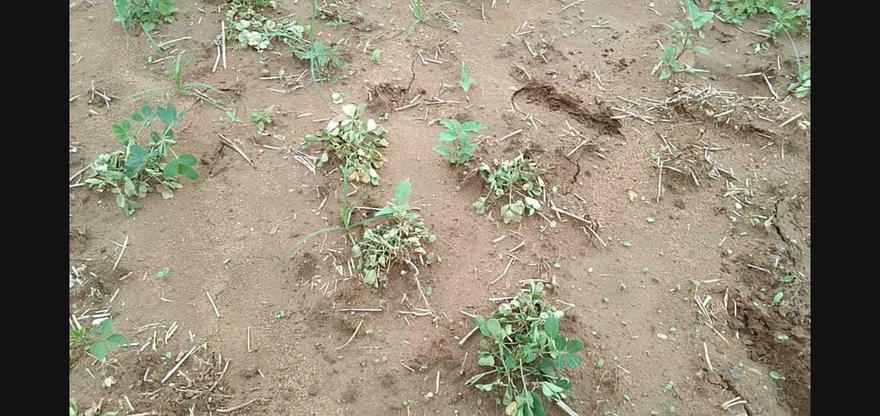 peanuts crop destroyed, fake pestiside