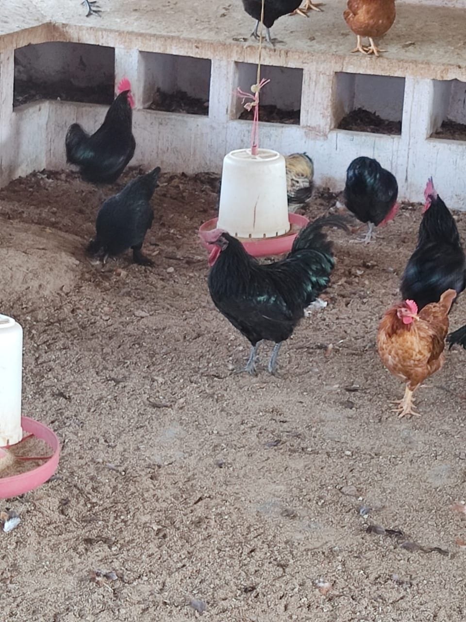 kadaknath hatchery