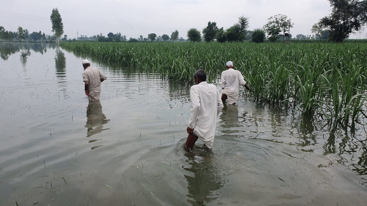 Survey of crops submerged in Yamuna water will be done