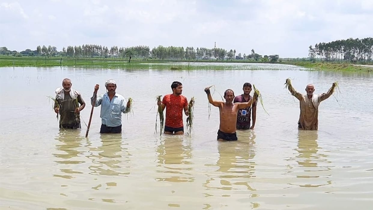 Mathura: Farmers' dreams submerged, paddy submerged