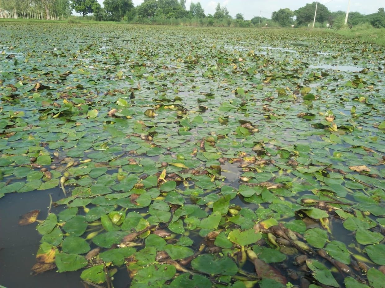 Sweetness will dissolve in the lives of farmers with the help of water