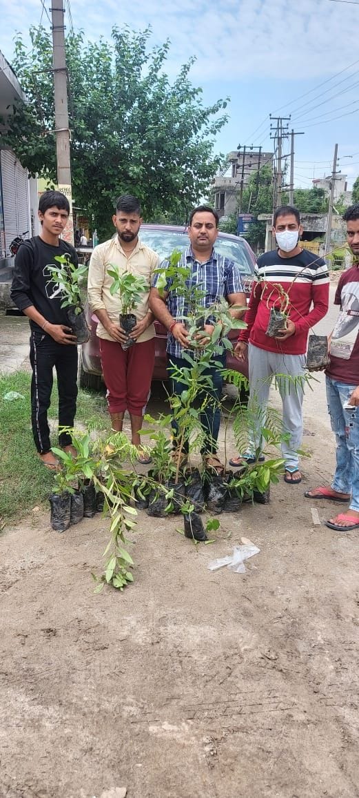 tree plantation