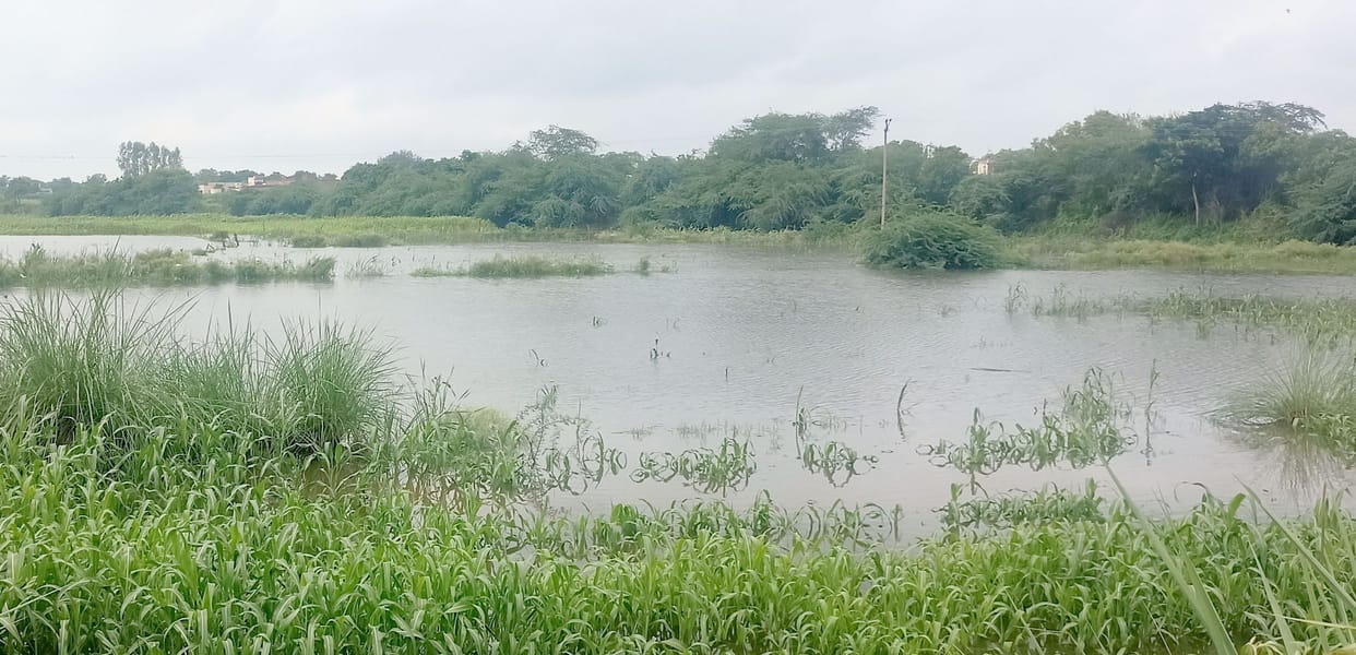 Flood threat due to rise in water level in Yamuna, crops submerged