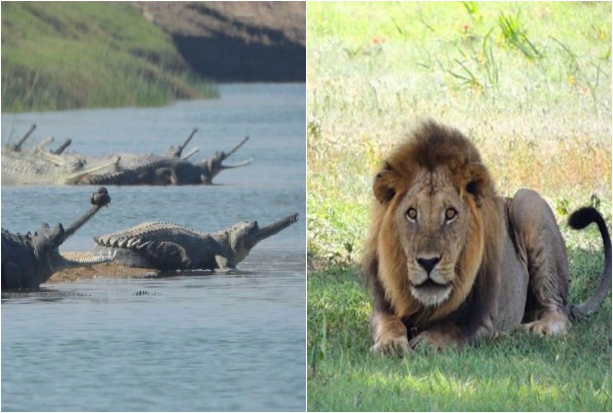 alligators and lions will be seen in the Agra Chambal circuit