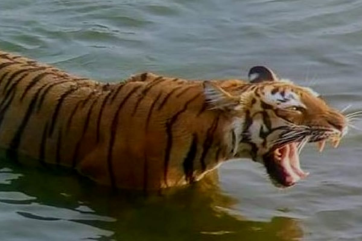 In the last one year 127 tigers died due to various reasons