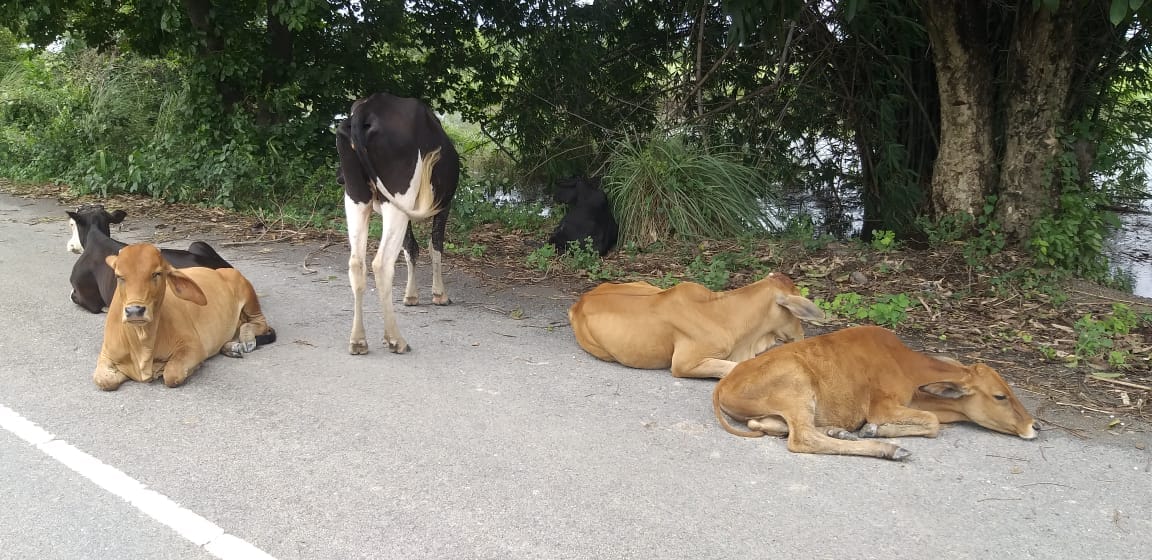Four times the animals are roaming outside the shelter