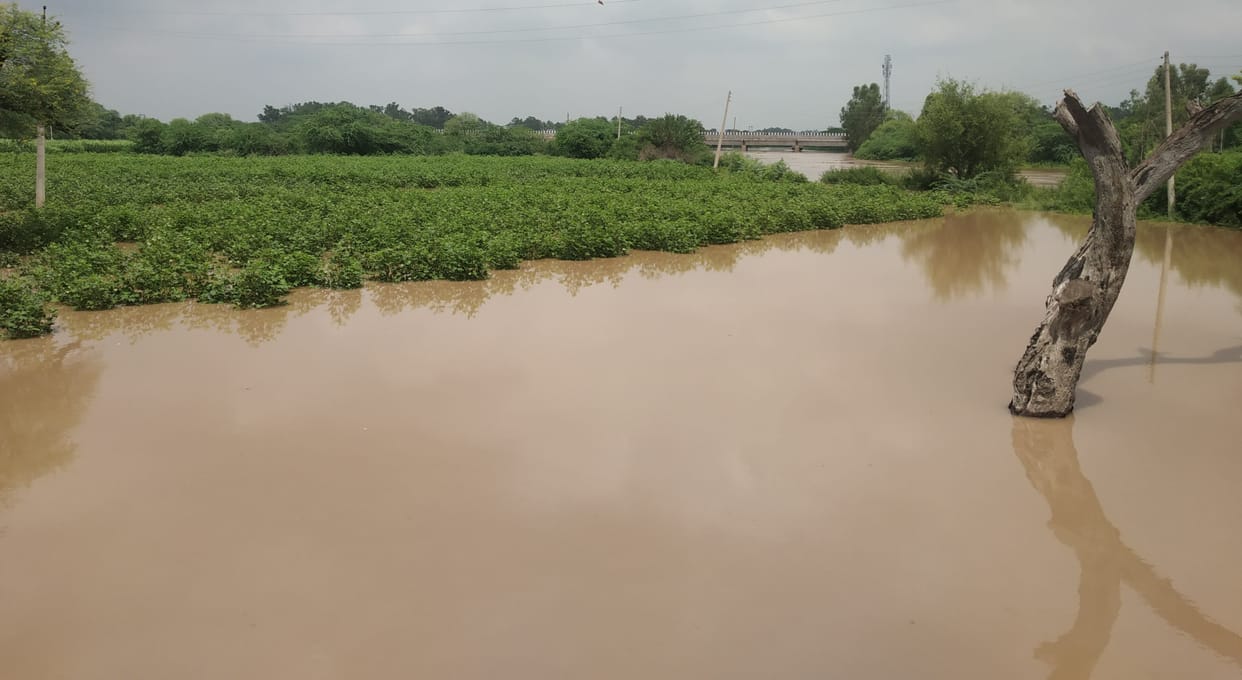 Ghaggar flowing on the danger mark, small dams broken from three places, water reached the government dam