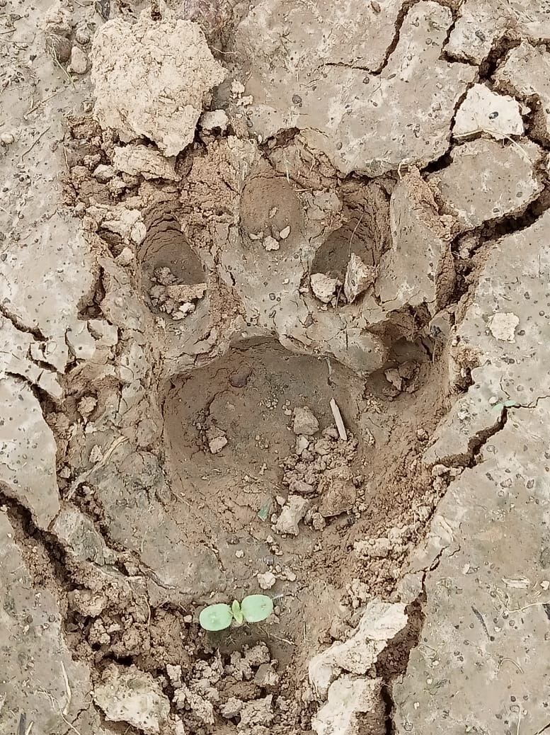hardoi,wild animal,tendua,hardoi news