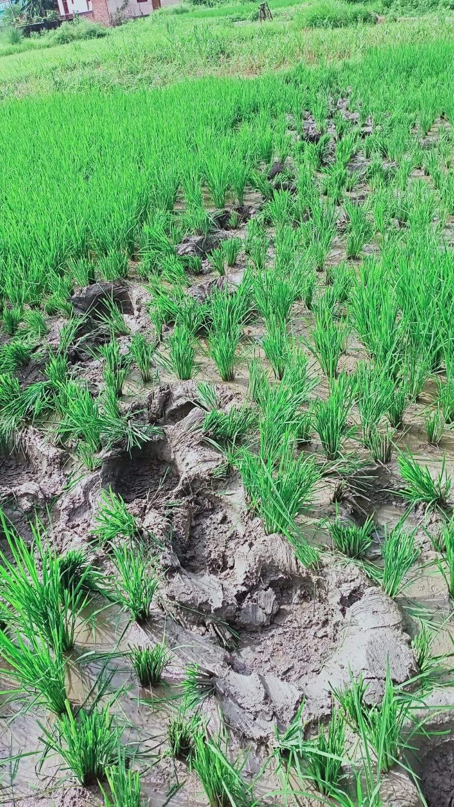 Elephant tramples crop in Khairikhurd