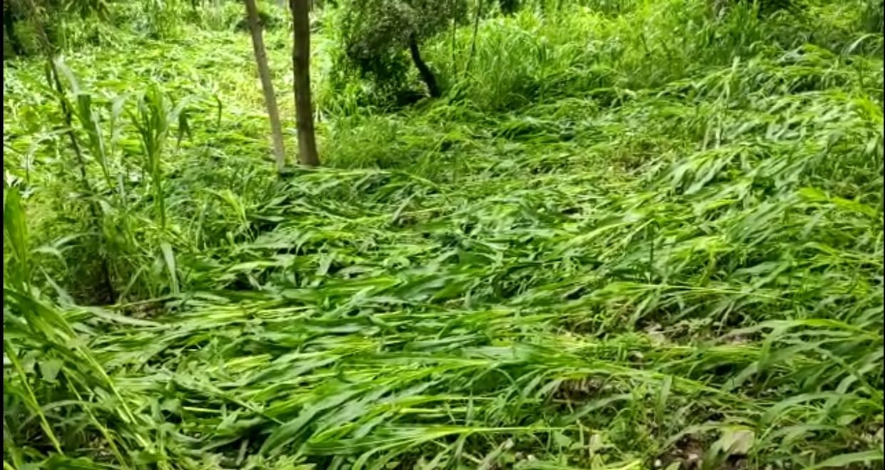 agriculture