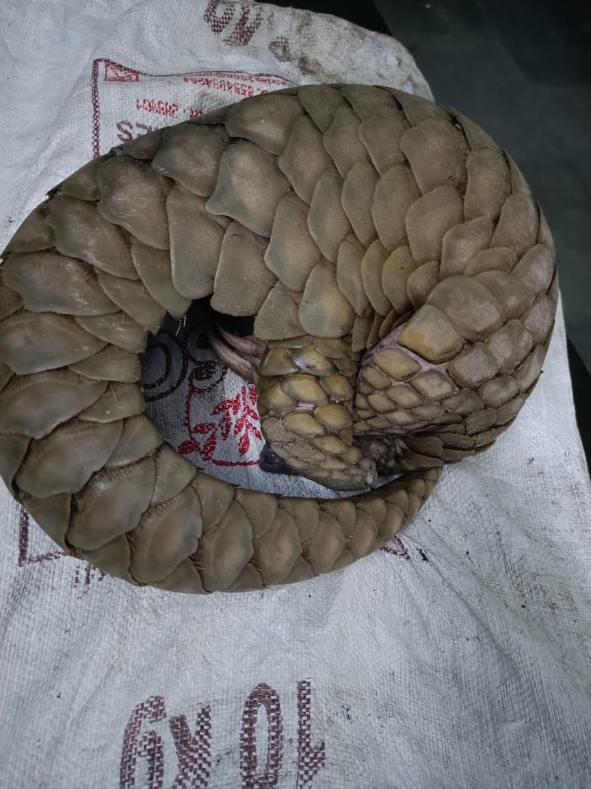Pangolin, a rare species of animal, was saved and handed over to the Forest Department