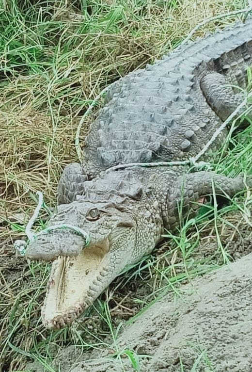 Crocodiles and pythons entered the population, panic
