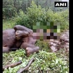 कर्नाटक में हाथी का मृत शरीर