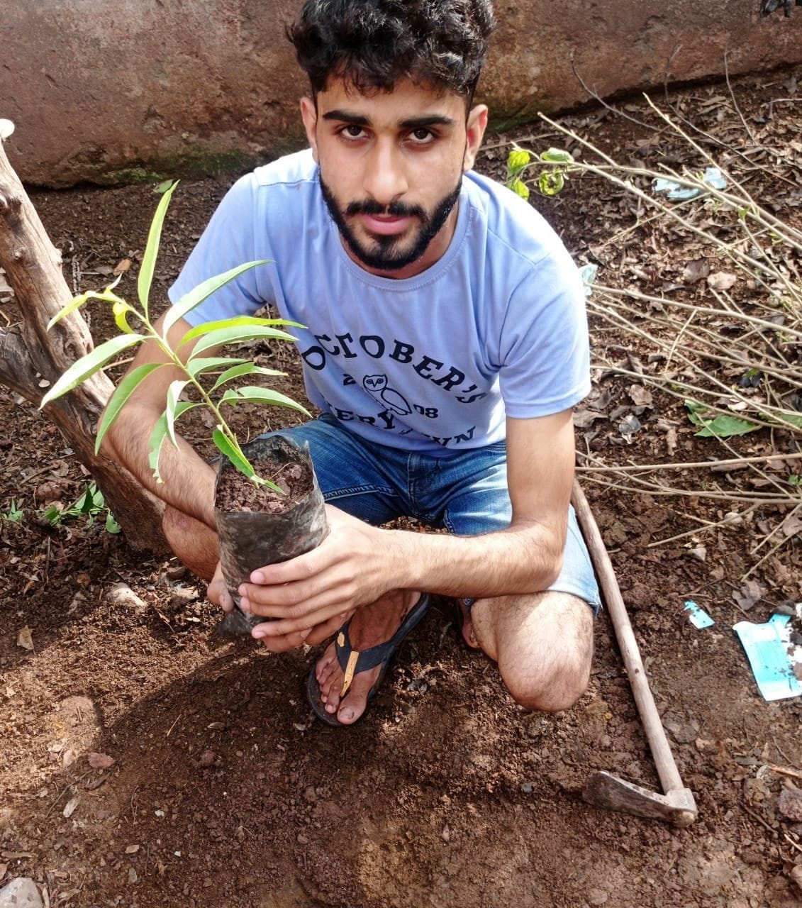 tree plantation