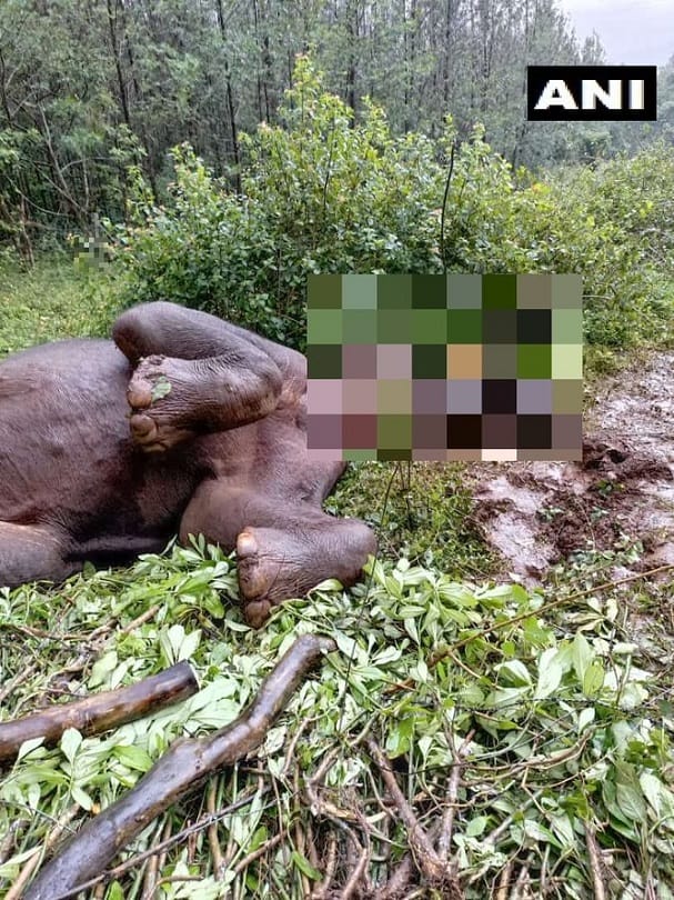 Karnataka: A 25 year old elephant was electrocuted to death near Mallenahally, Chikmagalur