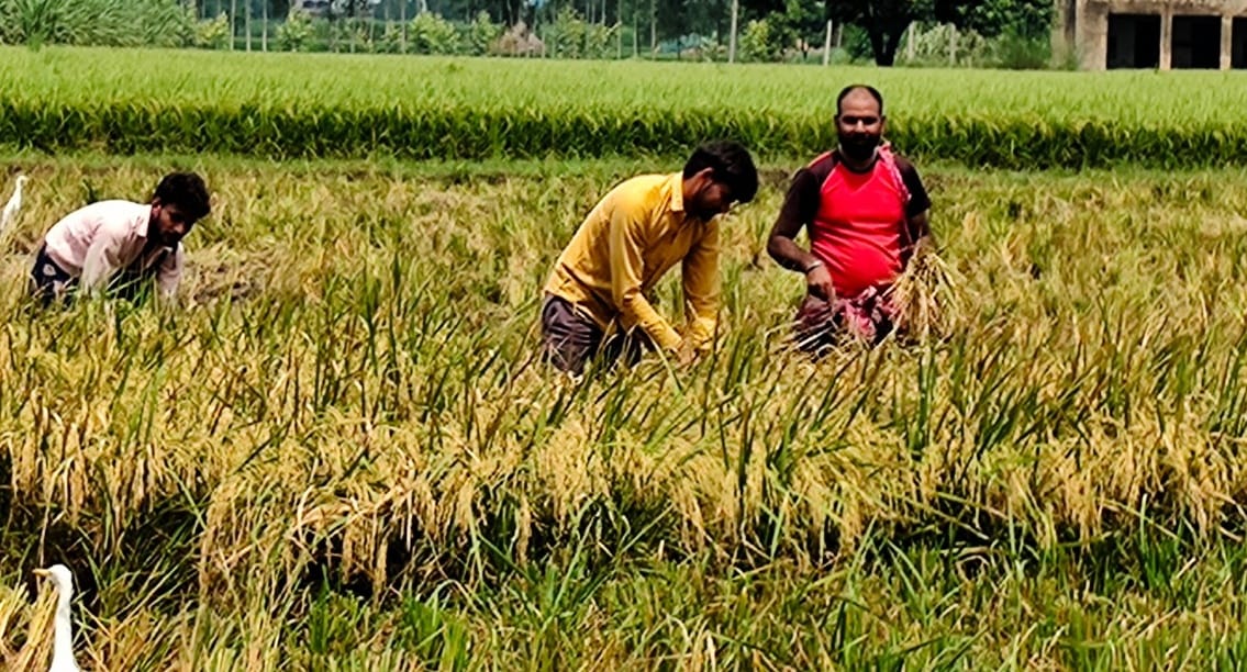 Farmers of the district making profit from sathi rice