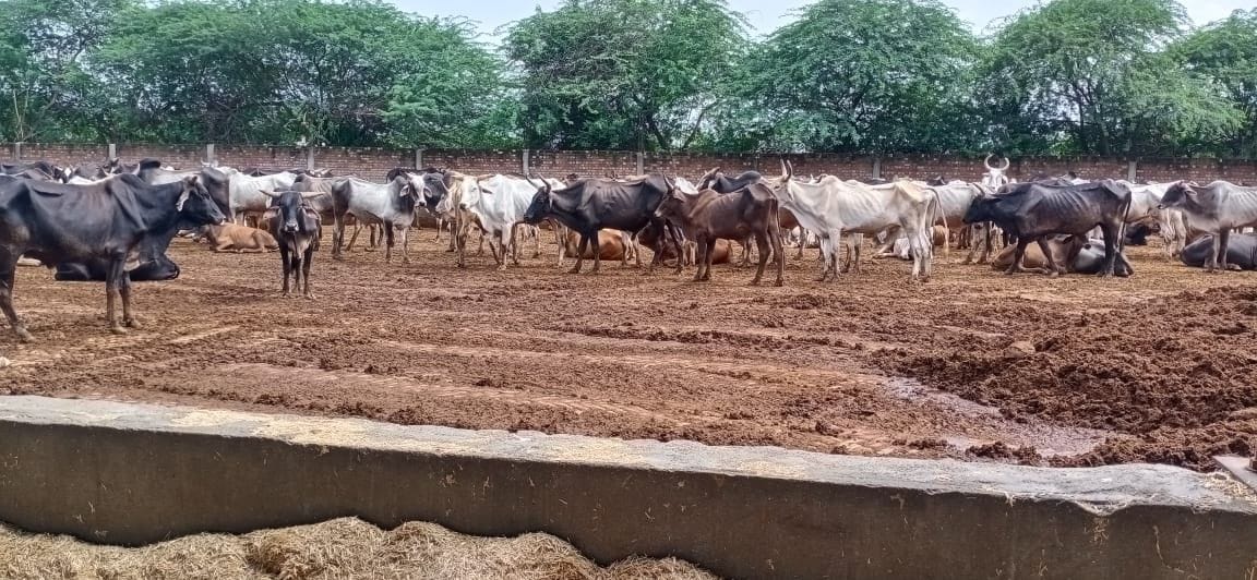 Worry: Fodder runs out in Nandishala, life of 850 animals in danger