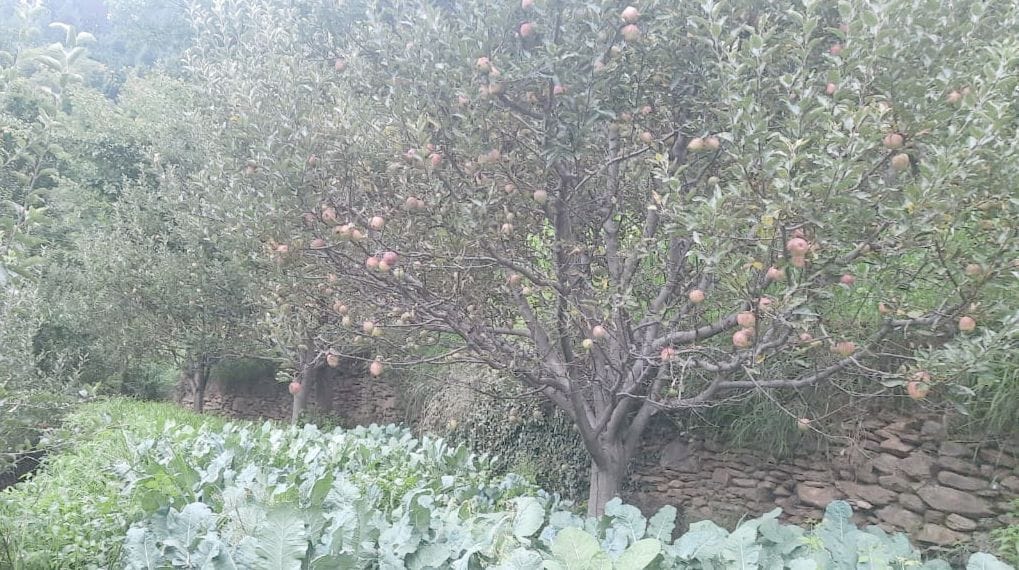 First weather hit, now apple has to be saved from animals
